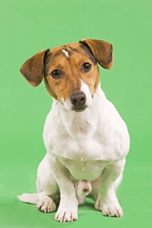 Images Dated 13th March 2000: Dog - Jack Russell Terrier - in studio