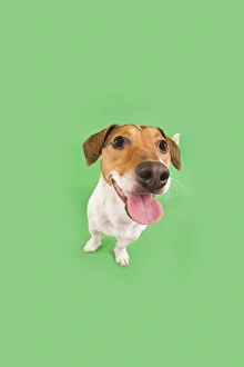 Images Dated 13th March 2000: Dog - Jack Russell Terrier - in studio fish-eye lense