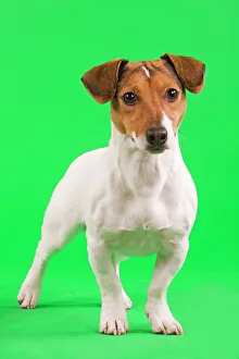 Images Dated 13th March 2000: Dog - Jack Russell Terrier in studio with green background