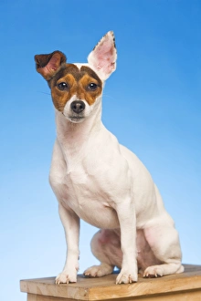 Dog - Jack Russell Terrier - in studio sitting on chair Dog - Jack Russell Terrier - in studio sitting on chair