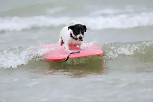 Surfing Prints: DOG. Jack russell terrier surfing