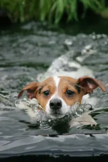 Pond Prints: Dog - Jack Russell terrier swimming front view Bedfordshire UK