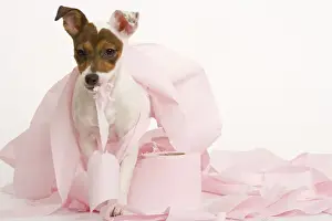 Dog - Jack Russell Terrier - With toilet roll