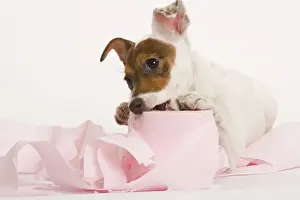 Biting Prints: Dog - Jack Russell Terrier - With toilet roll