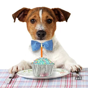 Images Dated 7th October 2009: DOG. Jack russell terrier wearing bow tie sitting at table with Birthday cake