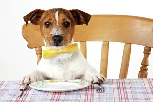 Dressed Up Prints: DOG. Jack russell terrier wearing bow tie sitting at table