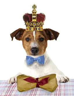 Celebration Prints: DOG. Jack russell terrier wearing bow tie sitting at table with gift wrapped bone parcel Digital Manipulated