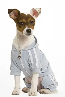 Coats Prints: Dog - Jack Russell Terrier - Wearing clothes