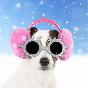 Jack Gallery: DOG - Jack Russell Terrier wearing pink ear muffs