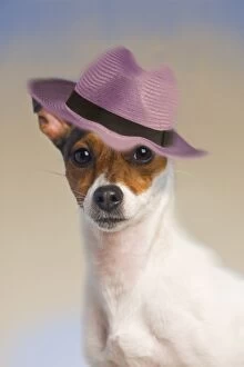 Dog - Jack Russell Terrier wearing pink hat