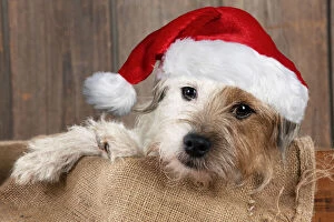 Images Dated 6th May 2020: DOG - Jack Russell Terrier wearing a red Christmas hat