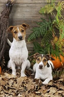 Images Dated 7th October 2009: DOG. Jack russell terriers with broom and pumpkins