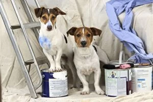 Images Dated 7th October 2009: DOG. Jack russell terriers painting and decorating