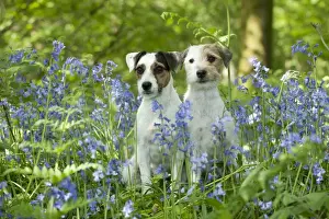 DOG - Jack russell terriers sitting together in bluebells