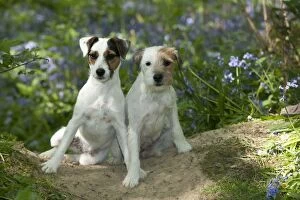 Images Dated 23rd April 2011: DOG - Jack russell terriers sitting together in bluebells