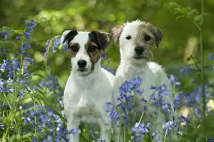DOG - Jack russell terriers standing together in bluebells