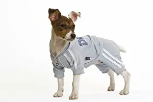 Images Dated 12th February 2006: Dog - Jack Russell - wearing sweatshirt vest