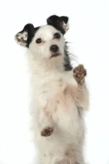 Jack Gallery: DOG. Jack Russell X breed sitting with paws up