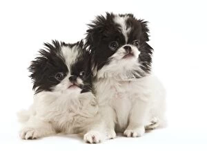 Images Dated 16th October 2010: Dog - Japanese Chin / Spaniel - puppies in studio
