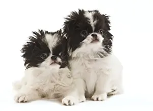 Dog - Japanese Chin / Spaniel - puppies in studio