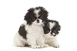 Images Dated 16th October 2010: Dog - Japanese Chin / Spaniel - puppies in studio