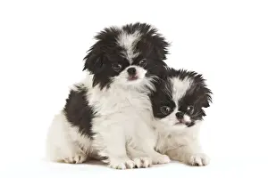 Dog - Japanese Chin / Spaniel - puppies in studio