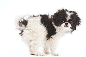 Images Dated 16th October 2010: Dog - Japanese Chin / Spaniel - puppy in studio