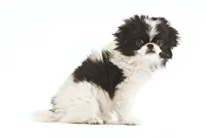 Dog - Japanese Chin / Spaniel - puppy in studio