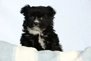 Toy Breed Prints: DOG - Japanese chin x papillon