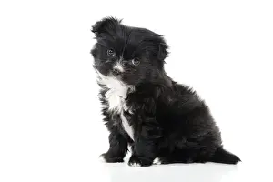 DOG - Japanese chin x papillon