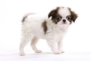 Dog - Japanese Spaniel puppy