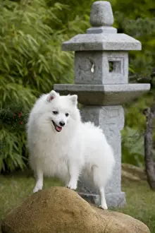 Dog - Japanese Spitz