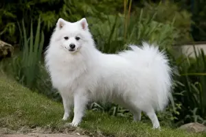 Dog - Japanese Spitz