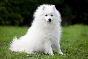 Dog - Japanese Spitz
