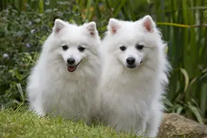 Dog - Japanese Spitz