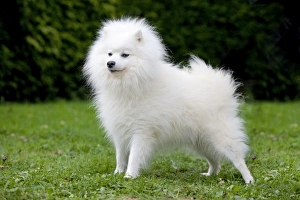 Dog - Japanese Spitz