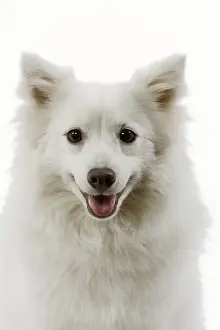Dog - Japanese Spitz