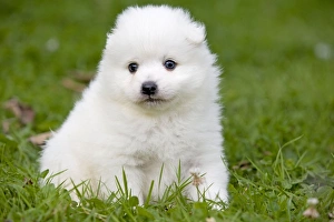 Dog - Japanese Spitz