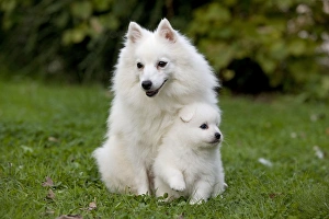 Dog - Japanese Spitz