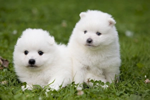 Dog - Japanese Spitz