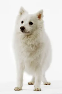 Utility Breeds Collection: Dog - Japanese Spitz spitz japonais
