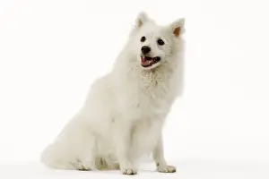 Dog - Japanese Spitz spitz japonais