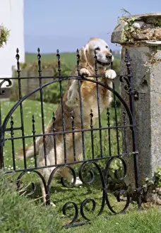 Guard Dogs Prints: Dog JD 10461 Standing up at gate © John Daniels / ARDEA LONDON
