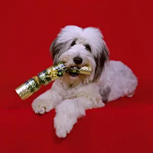 Dog JD 12221E With Christmas cracker © John Daniels / ardea. com