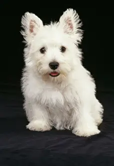 Dog JD 12688 West Highland White Terrier puppy © John Daniels / ARDEA LONDON