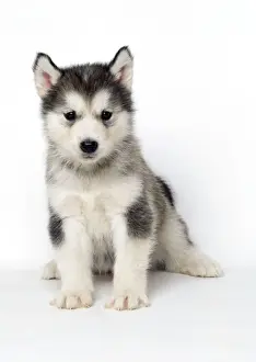Fluffy Prints: Dog JD 13337 Alaskan Malamute puppy © John Daniels / ARDEA LONDON