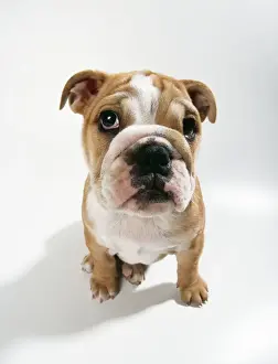 Odd Angle Prints: Dog JD 16576E Bulldog puppy © John Daniels / ardea. com