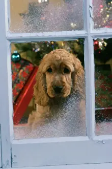 Watching Prints: Dog JD 7135 Cocker Spaniel © John Daniels / ARDEA LONDON