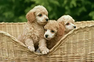 Beds Prints: Dog JPF 6722 Poodle toy puppies © Jean-Paul Ferrero / ARDEA LONDON