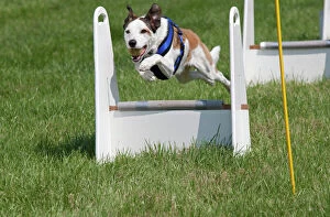 Images Dated 27th June 2010: Dog - jumping at dog agility event - Gotherington Show - UK